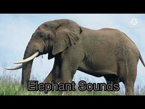Elephant Sounds