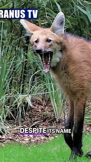 Maned Wolf's Secret Defense & Doggy DNA Revealed! #shorts