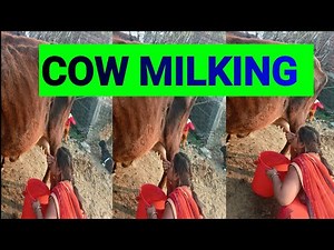 Drinking milk in udder | #milking buffalo | drinking milk udder