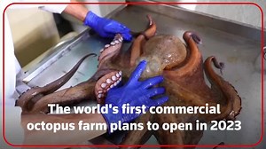 World's first octopus farm stirs ethical debate
