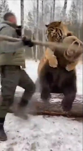 Tiger Attack Stopped by Stick