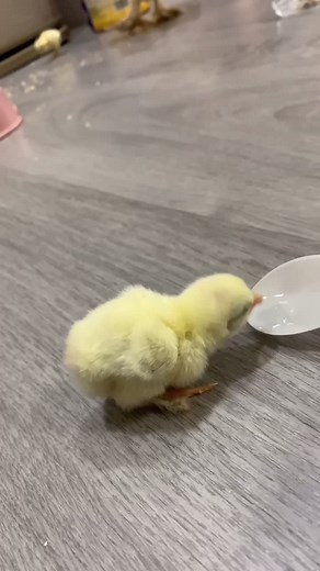 Adorable Baby Chicks Learning to Drink Water