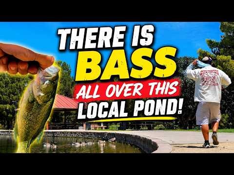The best place to fish in Las Vegas right now!?Sunset Park Now Has Bass!