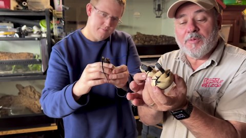 Hatching Baby Black Dragons