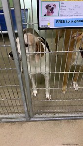 12K views · 347 reactions | 6/21: Hank has been adopted. If you...