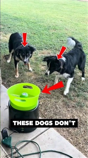 These Dogs Play Fetch WITHOUT Their Owner! 🎾🐶