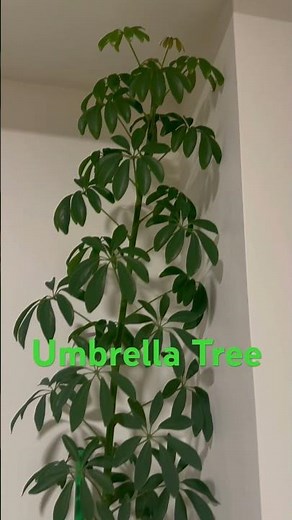 How to Care for Your Umbrella Tree (Perfect for Beginners!)