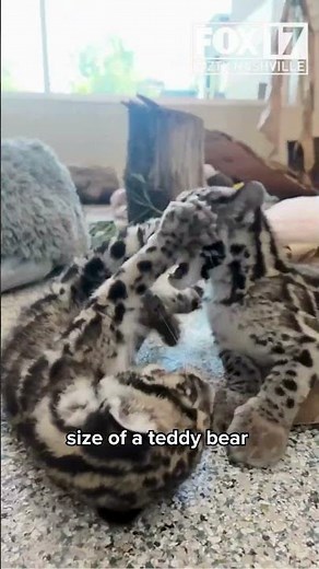 Nashville Zoo welcomes birth of rare clouded leopard cub