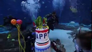 13K views · 1.6K reactions | We celebrated a pretty special Gotcha...