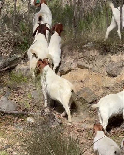 Exercise is important for goats! As agile and curious creatures, goats need regular physical activity to maintain their physical and mental health. Here are some reasons why exercise is important for goats: Goats can easily become overweight or obese if they don't get enough exercise, leading to various health problems.🐐🐐🐐 Maintains muscle tone and strength. Exercise helps goats build and maintain strong muscles, essential for climbing, jumping, and other natural behaviors.🐐🐐🐐 Improves bon