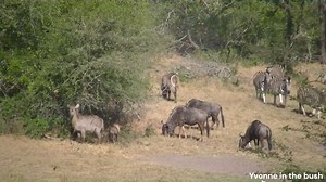 8.2K views · 597 reactions | Zebras are so beautiful and I love to...