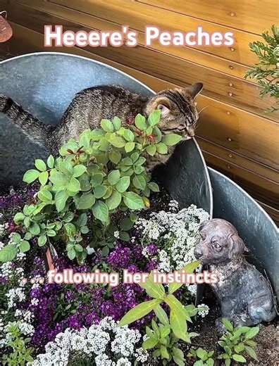 When nature calls, royalty answers. 👑🌹🐾