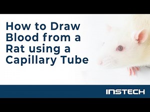 How to draw blood from a rat using a capillary tube