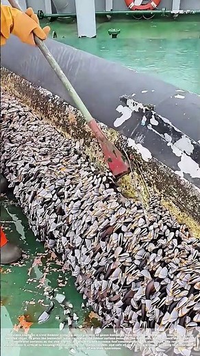 Scraping the Hull: Removing Goose Barnacles to Keep Ships Afloat
