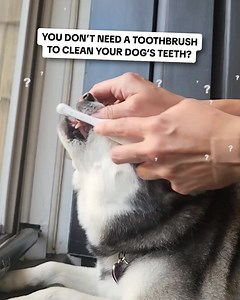 207K views · 101 reactions | Brushing your dog’s teeth can be stressful  But did you know there’s another way to keep your dog’s teeth clean WITHOUT a toothbrush? Clean your dog’s teeth and freshen their breath with ProBright® Dental Powder. Packed with natural powerhouses like brown algae, green tea & rosemary leaf  Learn how one scoop a day can make all the difference! | PetLab Co. | Facebook