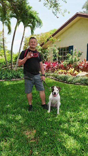Top Reasons to Think Twice Before Getting an American Bulldog