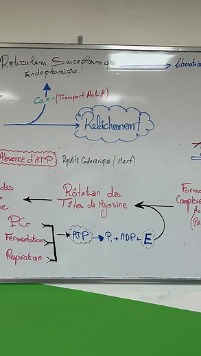 4.2K views · 153 reactions | خطاطة ( Mécanisme de la contraction musculaire ) #muscle #svt #bac #education #bac2026 #svtmousstaid | Sciences de la vie et de la terre SVT | Facebook