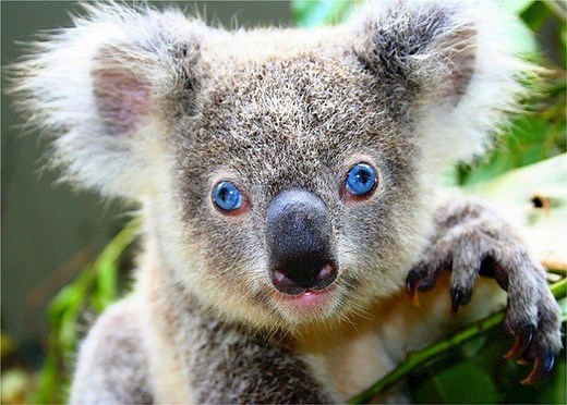Koala Facts For Kids - Koala Information For Kids