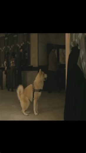 36K views · 2.3K reactions | hachiko monogatari | La Paillote | Facebook