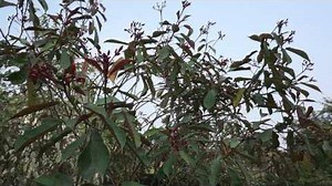 Jatropha curcas plant is a spurge family | Clabers.com