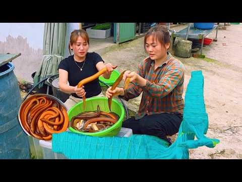 Catch a lot of large eels from a wild pond with simple tools combined with homemade bait.