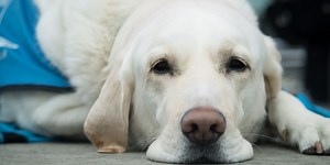 Diseases We Share with Our Canine Companions: Autoimmune Encephalitis in Dogs | Immunology