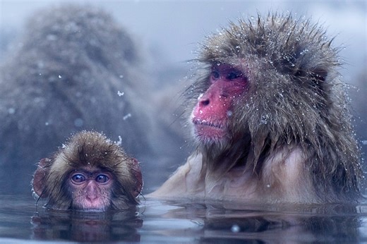 There's a pink-faced monkey in Japan that bathes in hot springs – for a surprising reason | Discover Wildlife