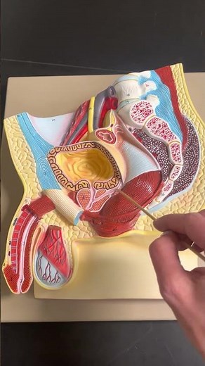 Male reproductive system - model in sagittal section
