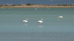 Flamingo birds walking on the lake - Free Stock Video