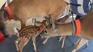 2 Week Triplets Birthday Update Escapee — Eating Dirt | Jimmy Houston Outdoors