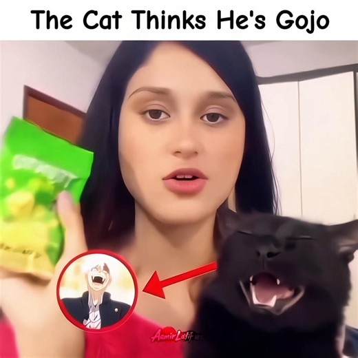 Why Does This Cat Act Like Gojo ? 💀 || Jujutsu Kaisen Edit