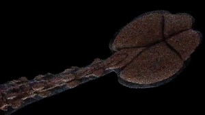 172K views · 3.9K reactions | Get an in-depth view of the inside of dinosaurs from inside the egg, to nerves and muscles, see how dinosaur bodies really worked. More videos every day on Discovery News! | Seeker by The Verge | Facebook