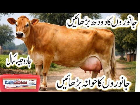 “How to Increase Milk Production in Dairy Cows Naturally” |دودھ بڑھانے کا طریقہ