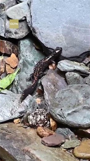 Rare salamander spotted at China's Mount Fanjing for the first time
