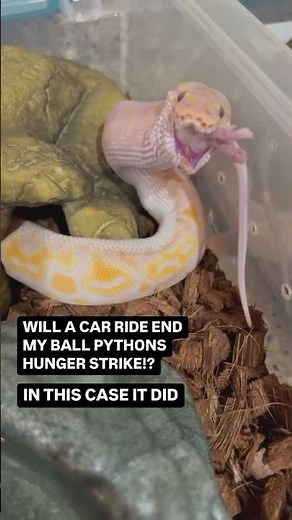THIS ACTUALLY WORKED! TRY IT OUT IF YOUR BALL PYTHON IS ON A HUNGER STRIKE!