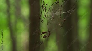 A hanging twig in the woods covered in spiders webs