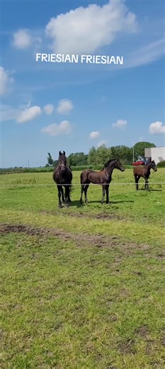 Exploring Friesian Horses in Holland