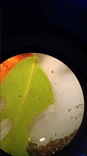 Biologia - Observação de folha no microscópio