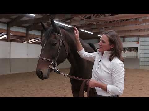 The Pessoa Lunging System: A Comprehensive Guide to Improving Your Horse's Topline and Balance