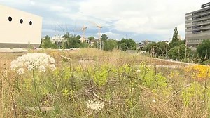Les toits se mettent au vert ! A Bâle, les toits plats doivent tous être couverts de végétaux