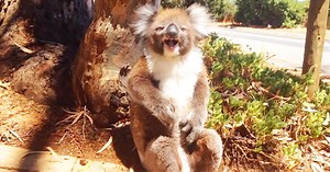 Koala Gets Kicked Out Of Tree And Throws A Fit