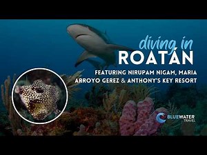 Diving one of the Caribbean's top dive destinations! 🔥 All you need to know about Roatan!