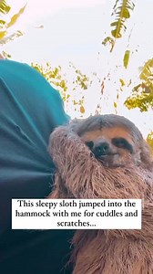 The sounds they make... ❤️❤️❤️🦥 | Sloth of The Day
