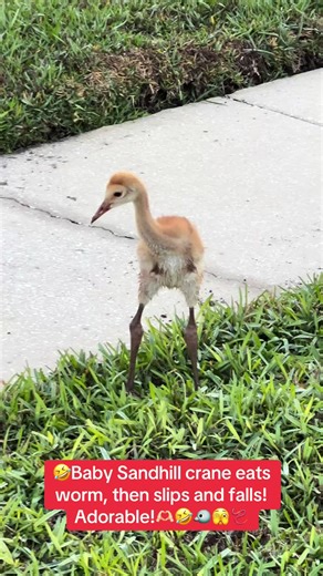 Baby Sandhill Crane Eats Worm & Falls