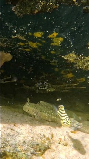 The Tranquil Tide Pool!