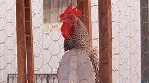 Arabian Nights: Volume 1 (English Subtitled)