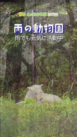 【東山動植物園公式】雨の動物園 《 コビトカバ シンリンオオカミ アメリカバイソン ハクトウワシ ゴマフアザラシ 》