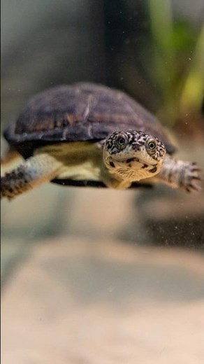 Meet the African Dwarf Mud Turtle!