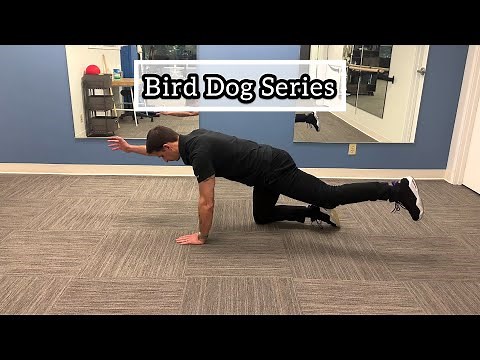 Bird Dog Series