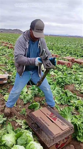 How a Simple Staple Tool Transforms Farm Freshness